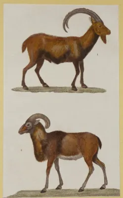 Gravure ancienne de Prêtre : Le bouquetin - Le mouflon