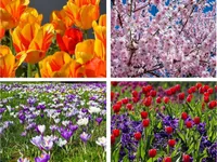 PUZZLE 100 PCS FLOWERS IN SPRING