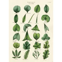 Affiche Cavallini - Leaves of Plants 50cm/70cm
