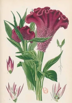 Carnet ligné Celosia Cristata, dessin 19e siècle