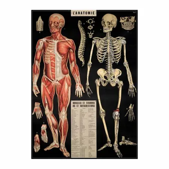 Poster- Affiche Cavallini Anatomie 50/70CM