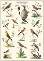 poster ornithologie
