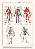 Anatomie détaillée, l'affiche d'illustrations anciennes