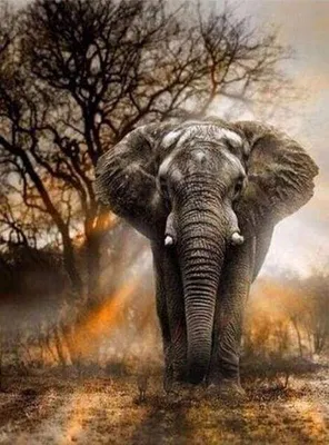 BRODERIE DIAMANT - Eléphant dans la Savane
