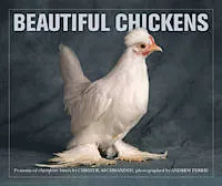 Beautiful Chickens /anglais