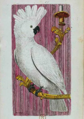Carnet Blanc, Kakatoès, dessin 18e siècle