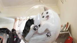 Chats en bulles