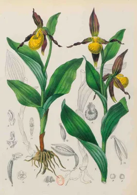 Carnet Blanc, Orchidée jaune, dessin 19e siècle