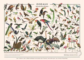 Oiseaux, l'affiche d'illustrations anciennes