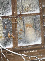 Un chat en hiver