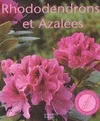 Rhododendrons et azalées, des variétés pour le balcon, la terrasse et le jardin