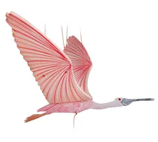 Spatule Rosée Oiseau  Mobile