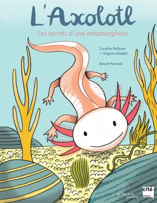 L'axolotl, les secrets d'une métamorphose