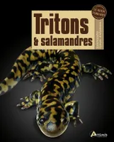 Tritons & salamandres - Salamandra, Cynops, Ambystoma, Salamandra, Cynops, Ambystoma