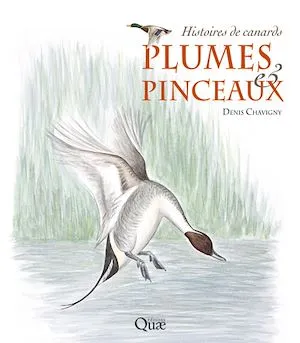 Plumes & pinceaux, Histoires de canards