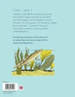L'axolotl, les secrets d'une métamorphose Virginie Aladjidi, Caroline Pellissier