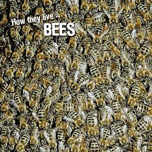 How they live... Bees, Learn All There Is to Know About These Animals!