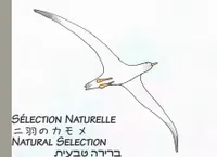 Natural Selection, Sélection Naturelle