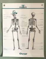 Anatomie carte planche Planches décoratives